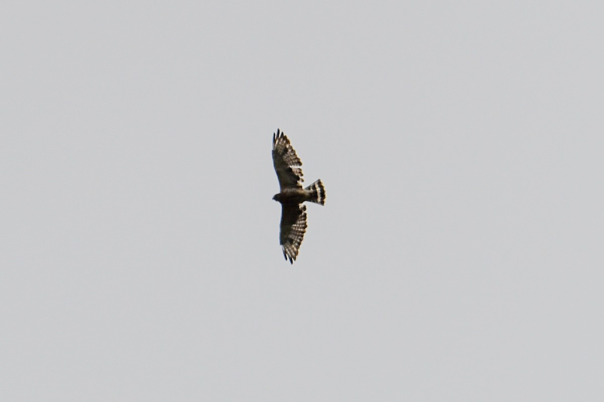 Broad-winged Hawk - ML604974451