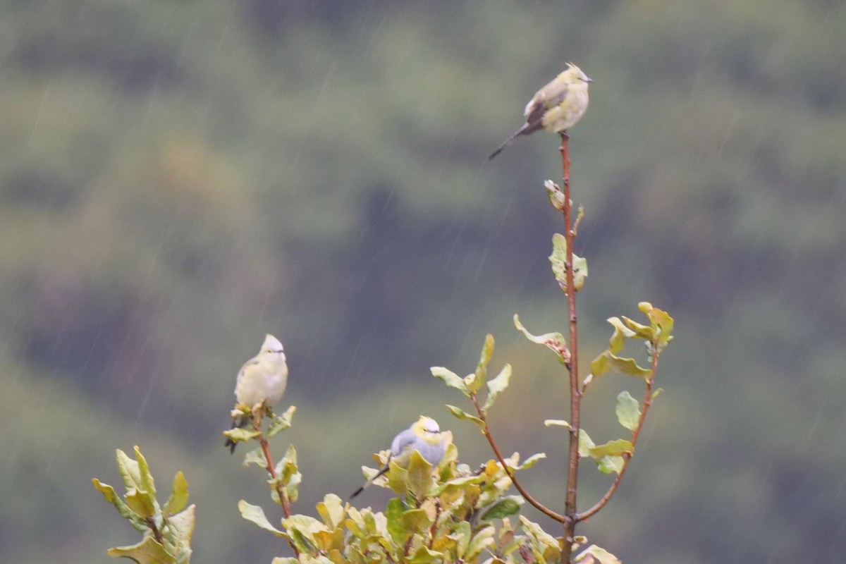 Long-tailed Silky-flycatcher - ML604975381