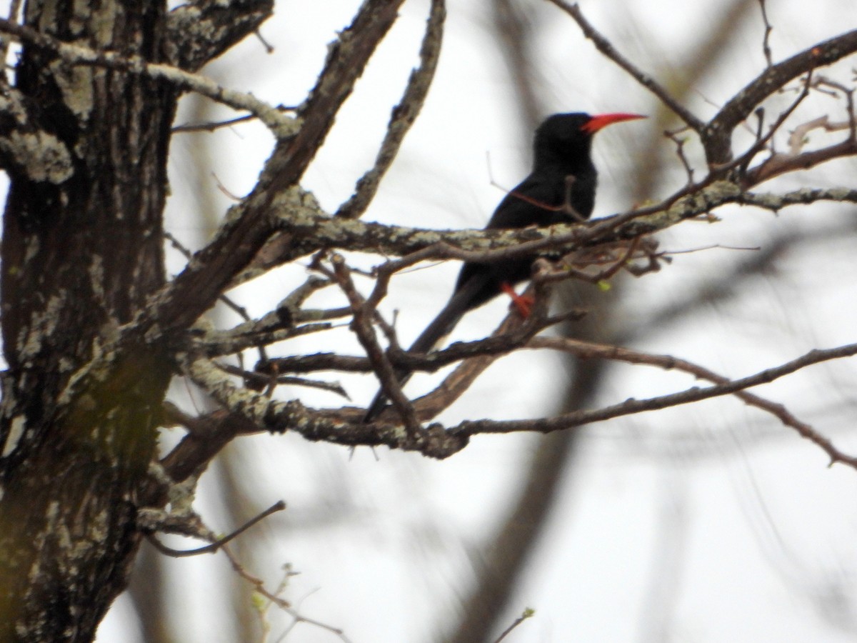 Green Woodhoopoe - bob butler