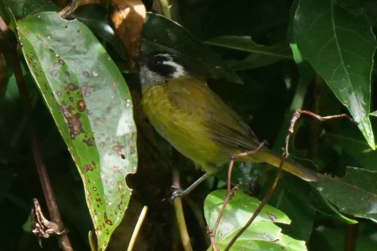 Sooty-capped Chlorospingus - ML604975701