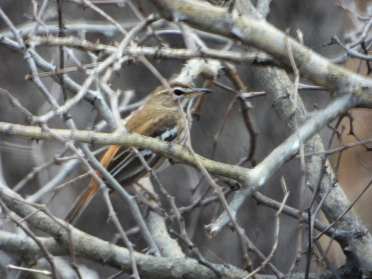 Red-backed Scrub-Robin (Red-backed) - bob butler