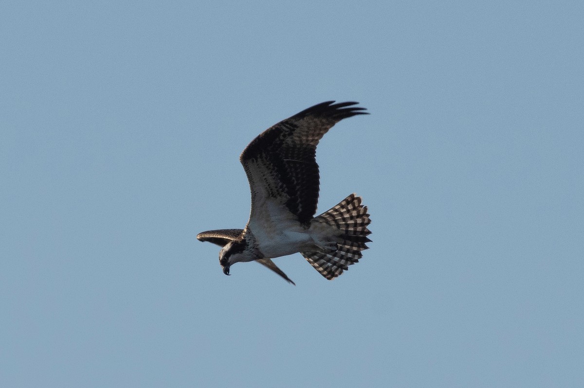 Osprey - ML604975961