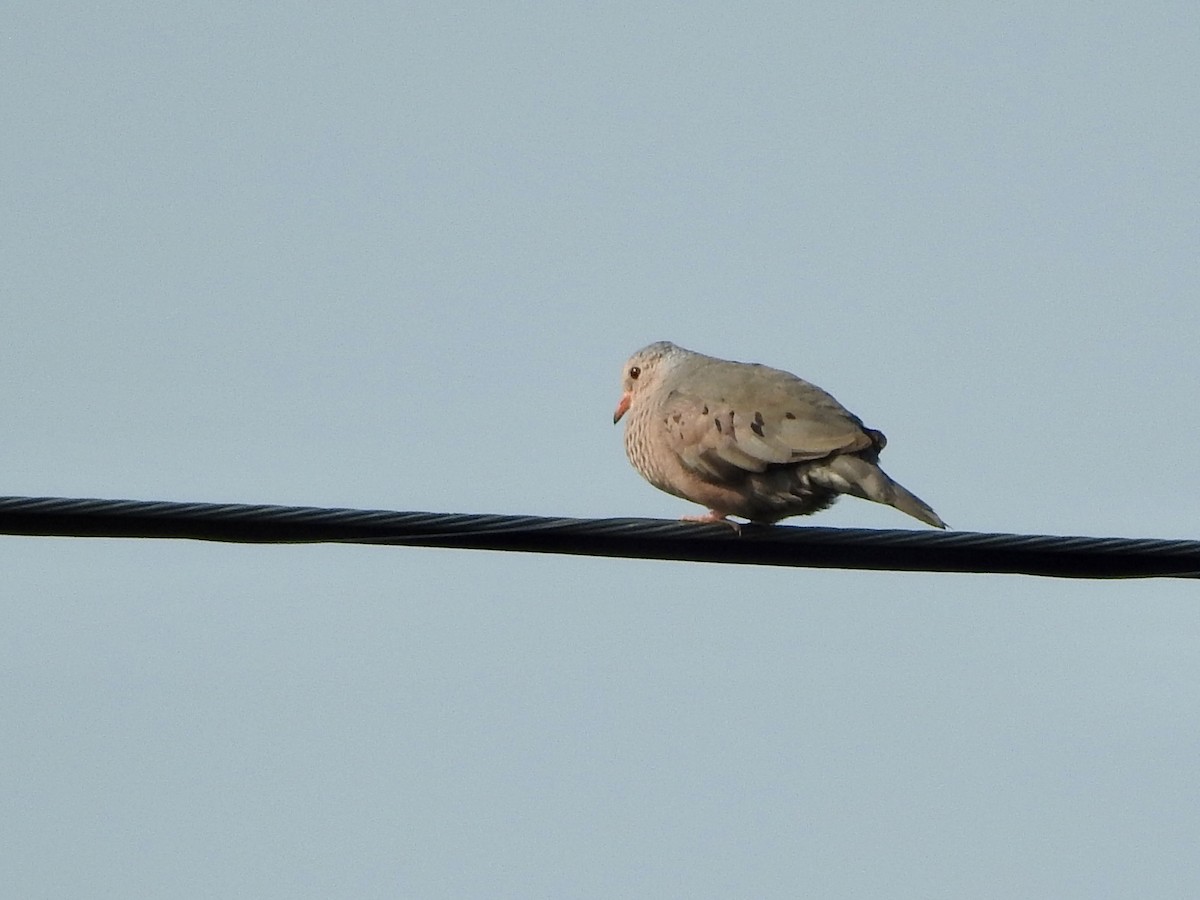 Common Ground Dove - ML604977061