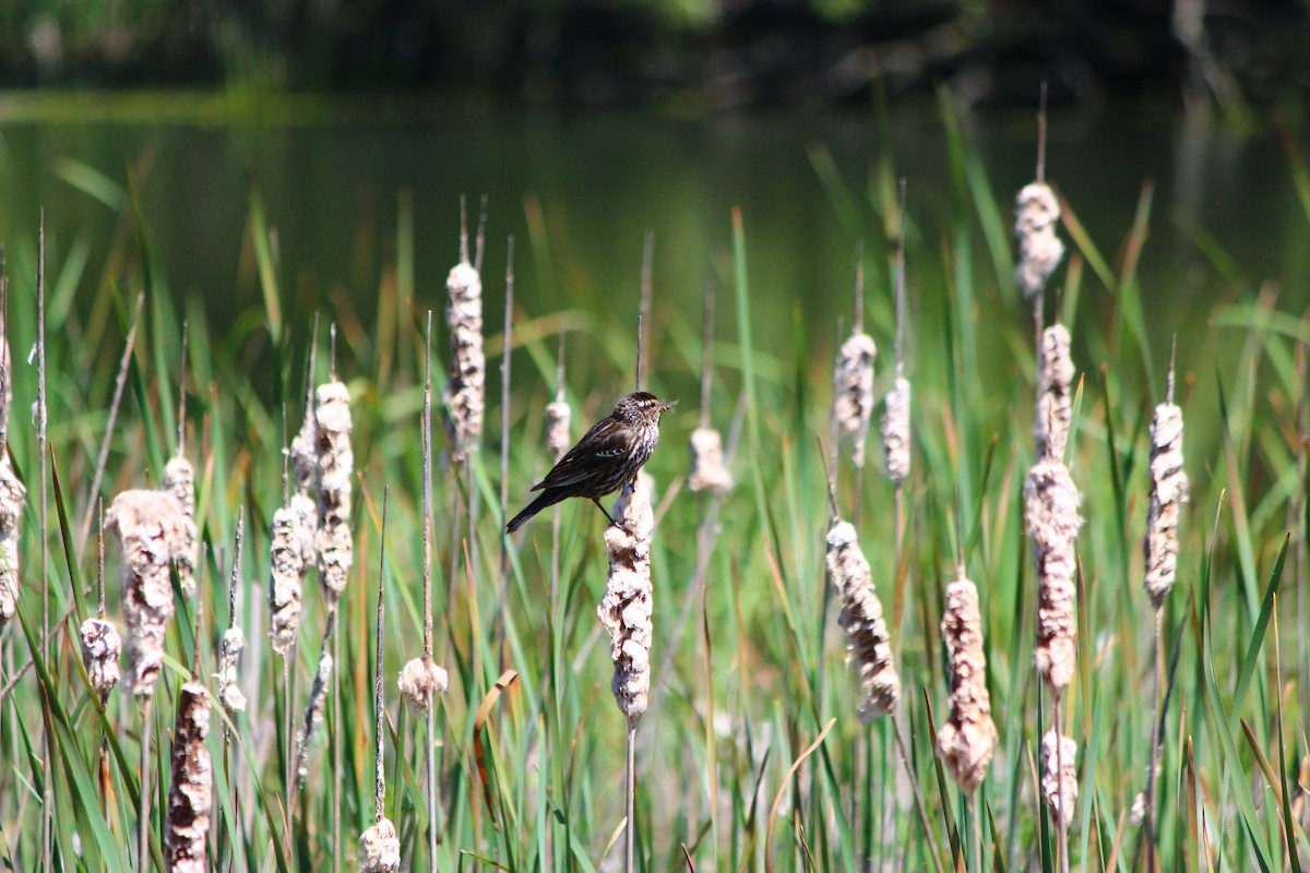 Red-winged Blackbird - ML60497721