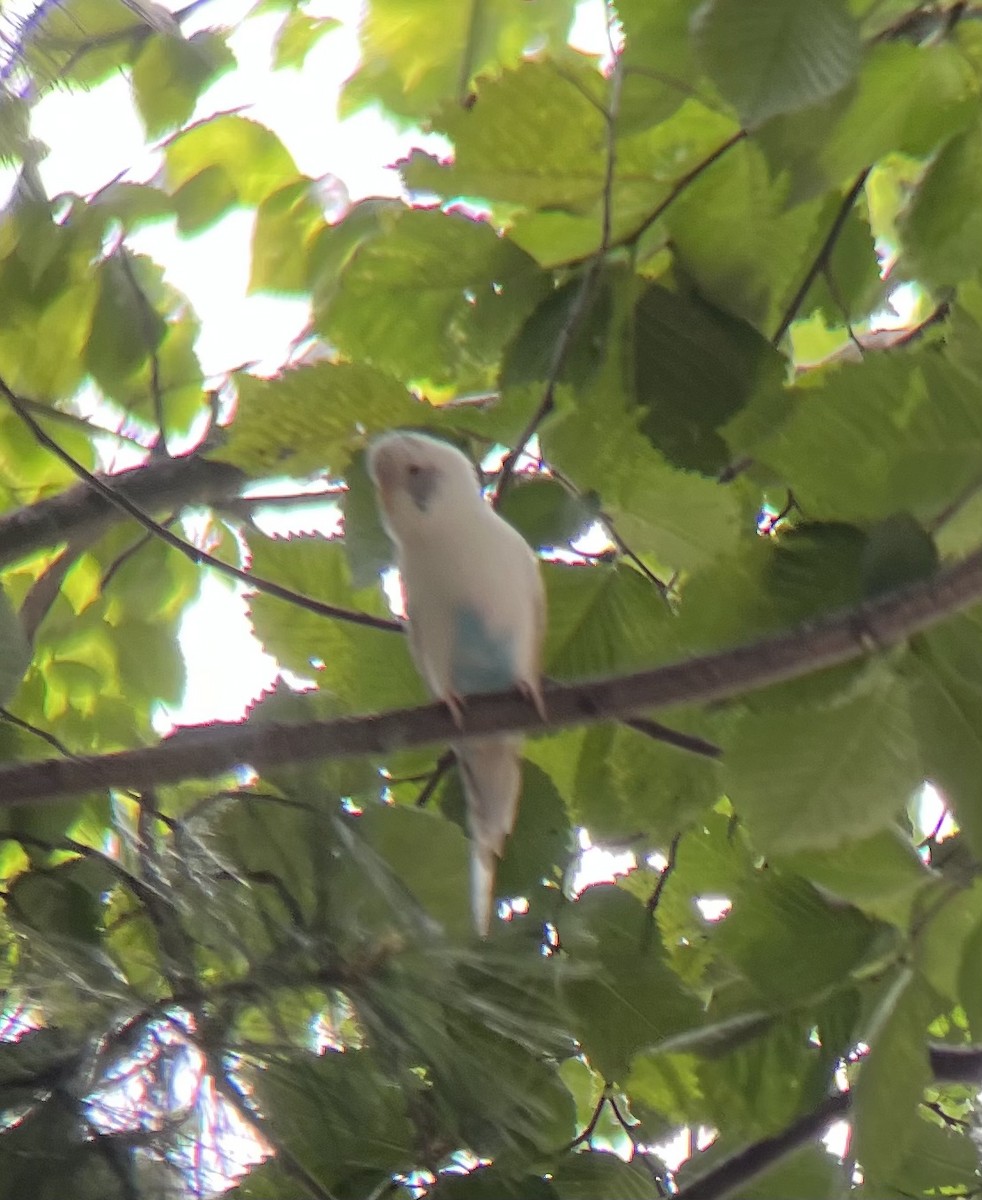 Budgerigar - Matthew Cook