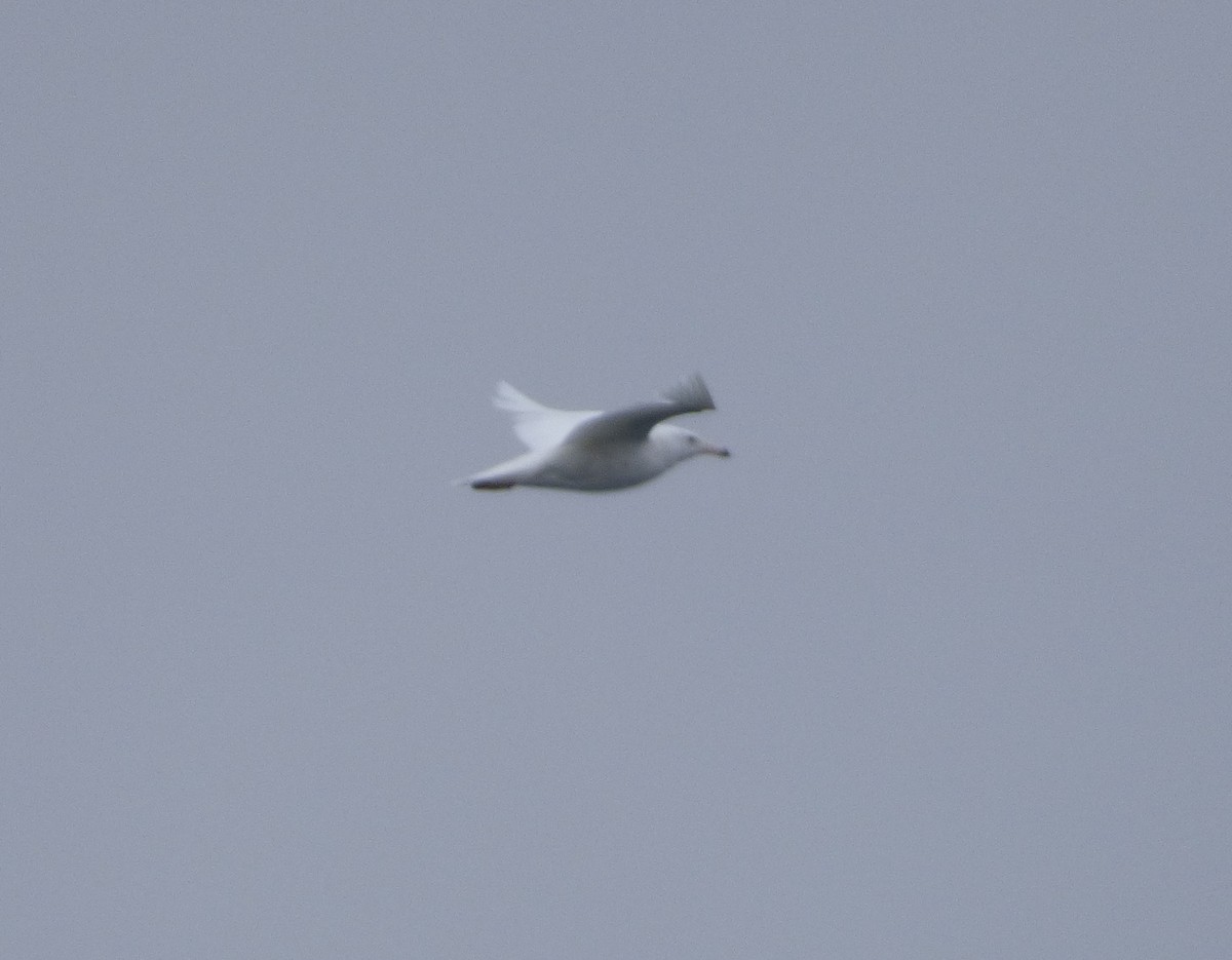 Glaucous Gull - Edward Jenkins