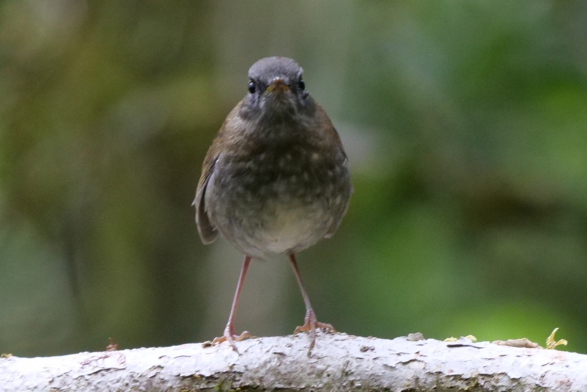 Black-billed Nightingale-Thrush - ML604979401