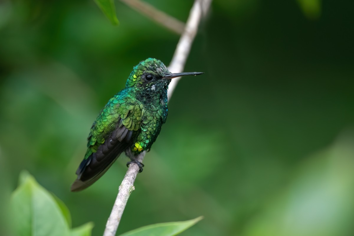 Golden-crowned Emerald - Adam Jackson