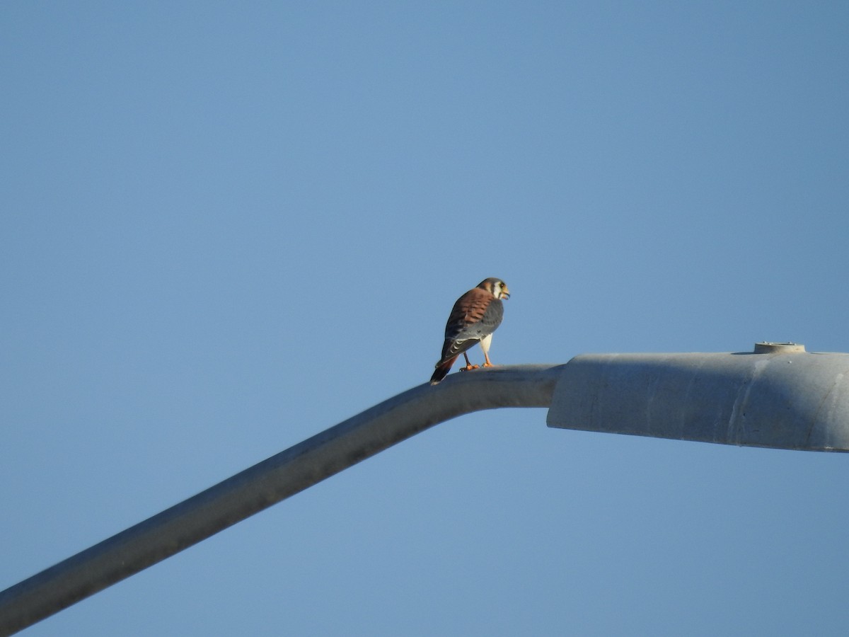American Kestrel - ML604979741