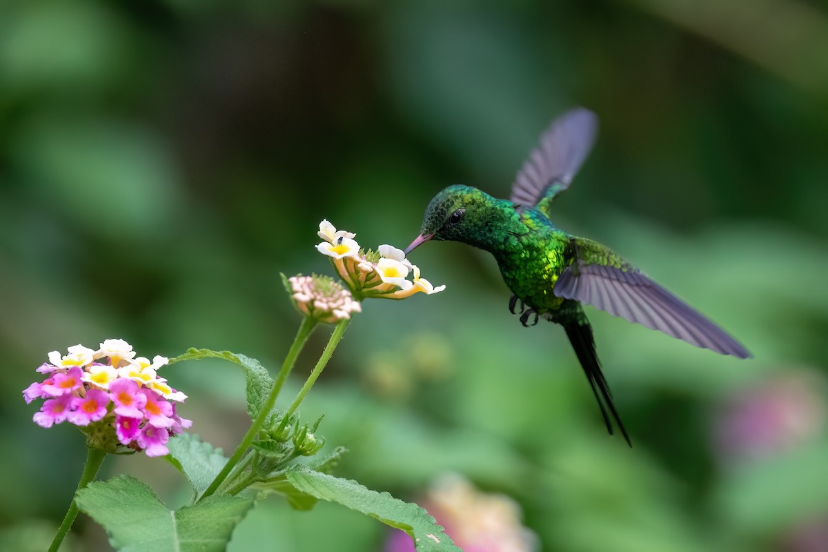 Golden-crowned Emerald - ML604979951