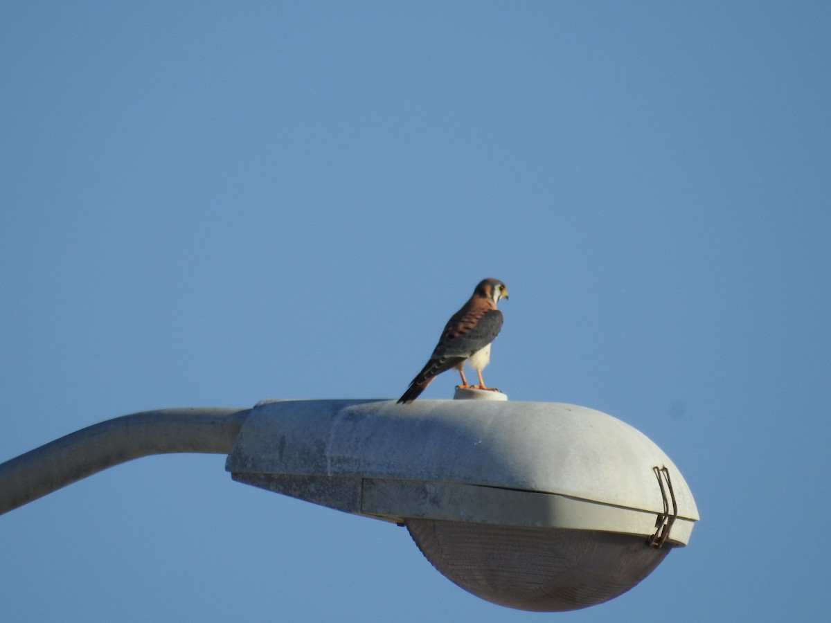 American Kestrel - ML604980171