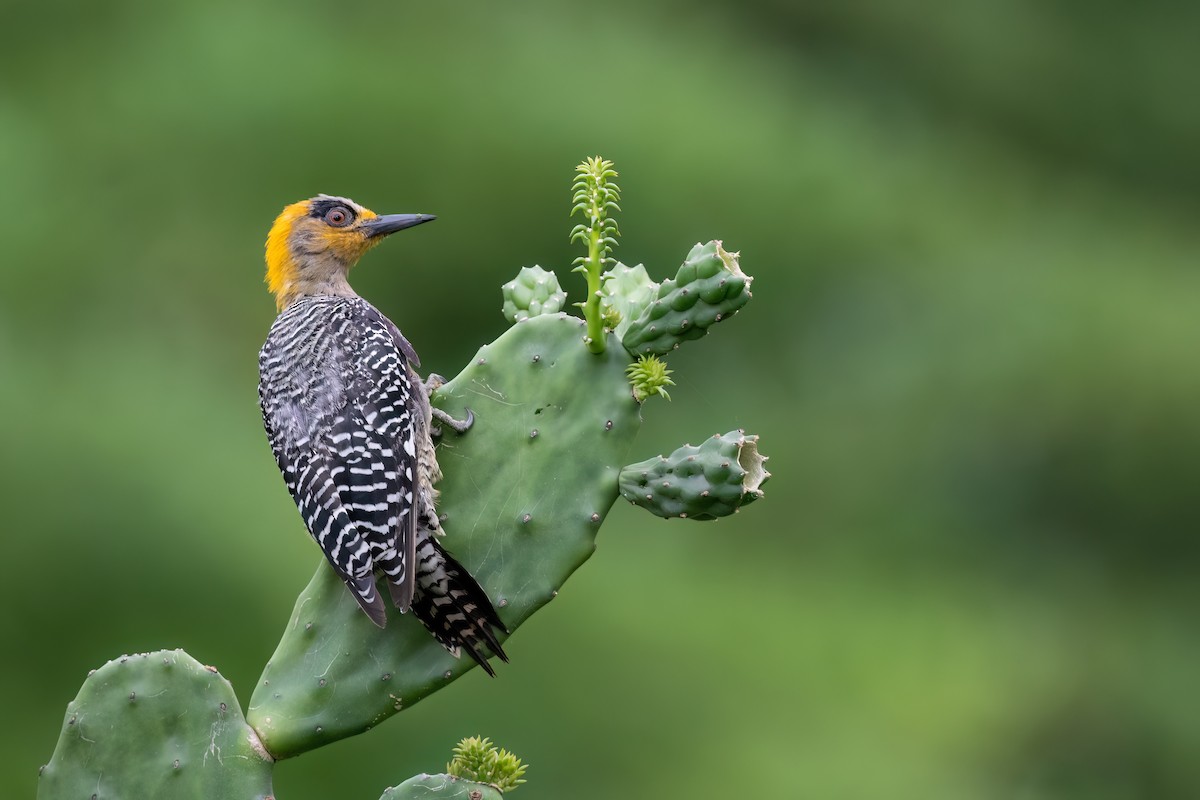Golden-cheeked Woodpecker - Adam Jackson
