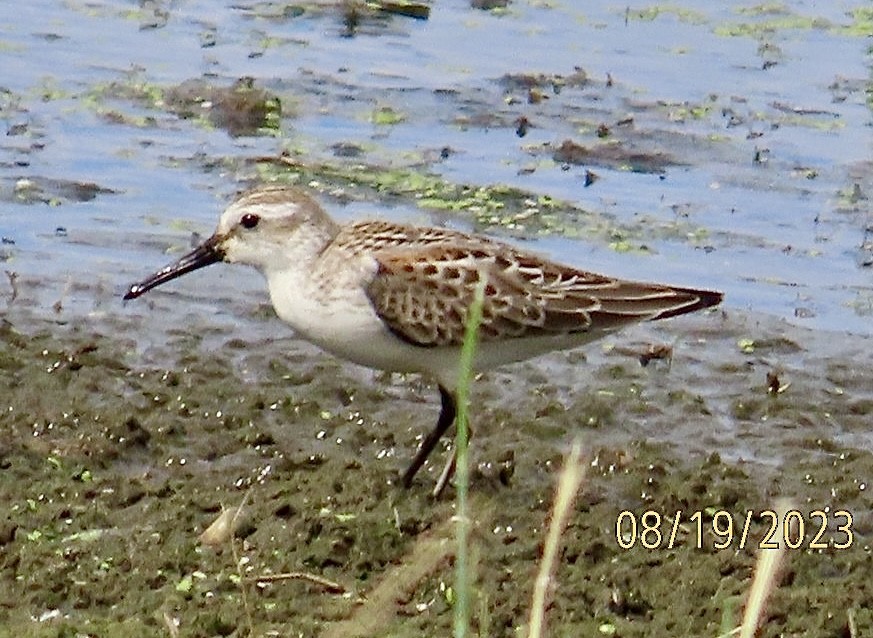 Western Sandpiper - ML604980531