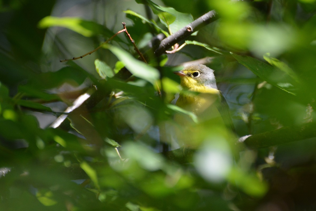 Canada Warbler - ML604981061