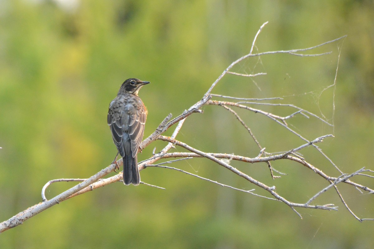 American Robin - ML604981521