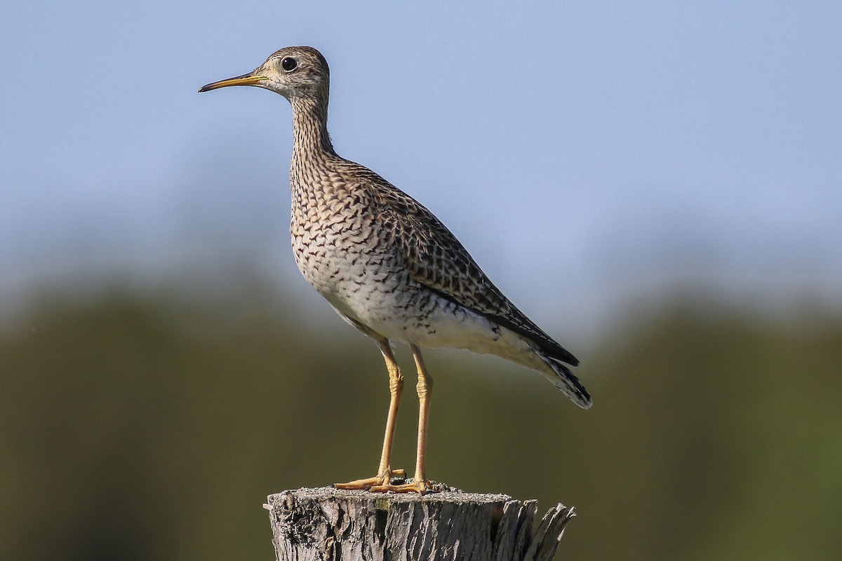 Upland Sandpiper - Charmaine Anderson