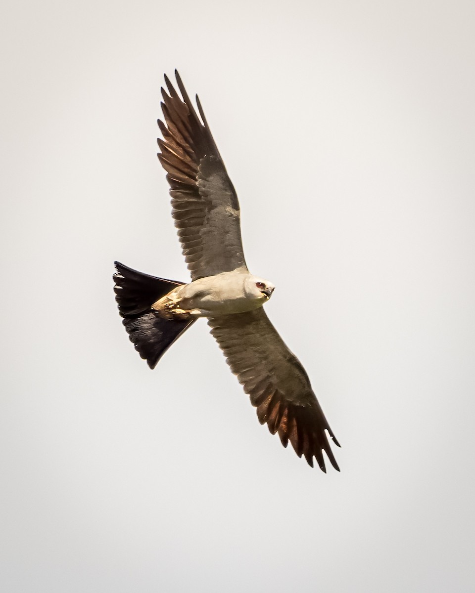 Mississippi Kite - Jamie B Wagner