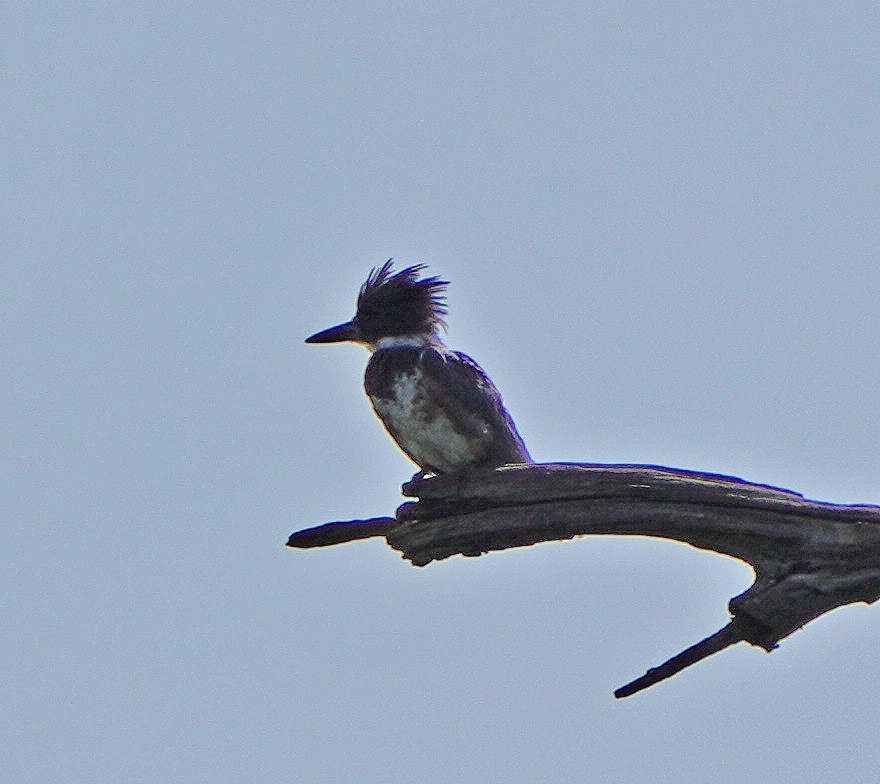 Belted Kingfisher - Mark McConaughy