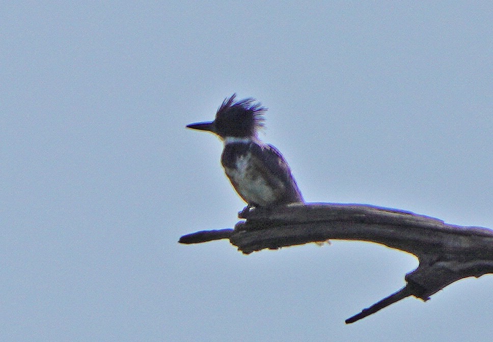 Belted Kingfisher - ML604983971
