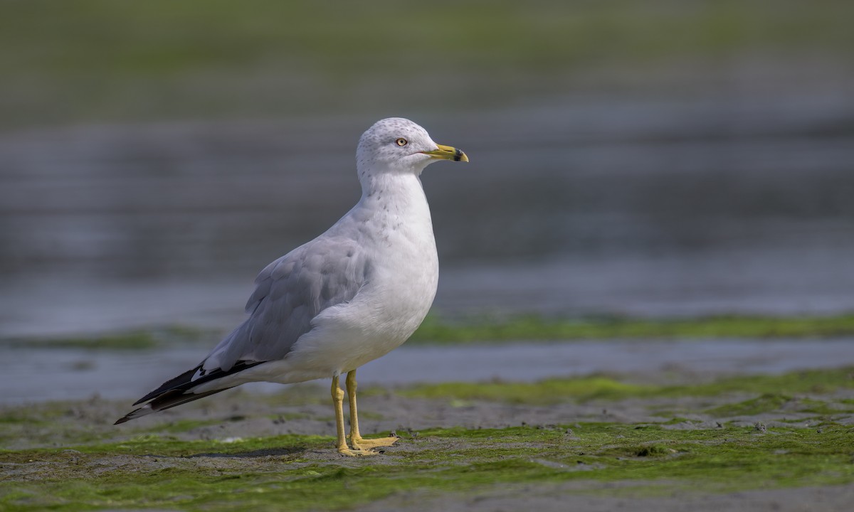 Ring-billed Gull - ML604984011