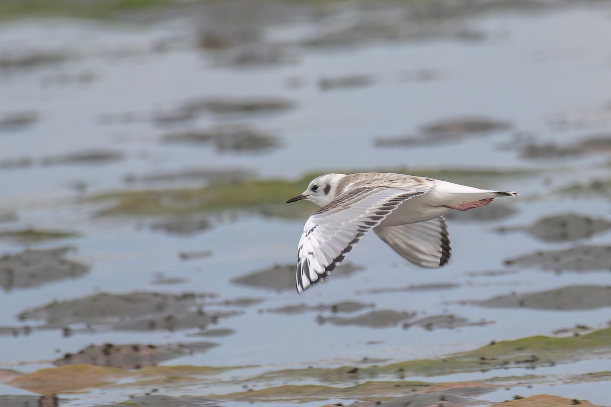 Bonaparte's Gull - ML604984151