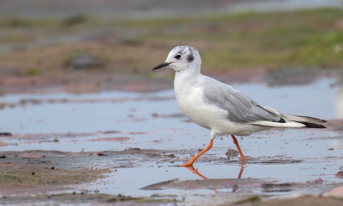 Bonaparte's Gull - ML604984171