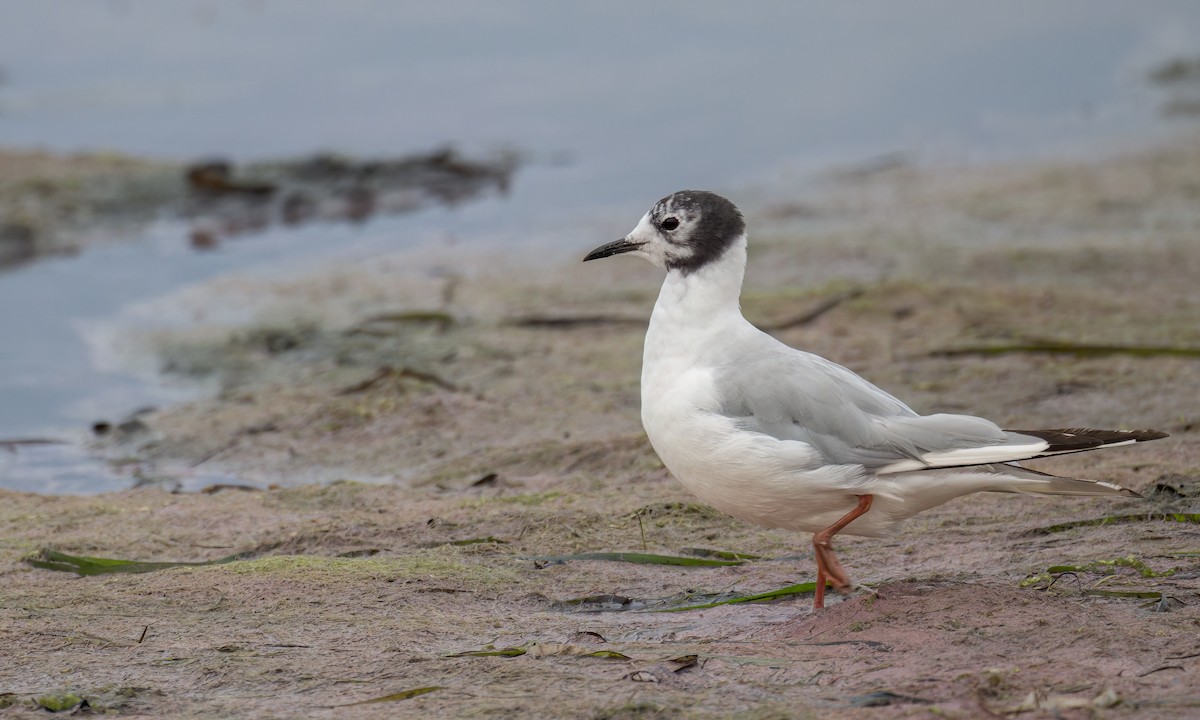 Bonaparte's Gull - ML604984191