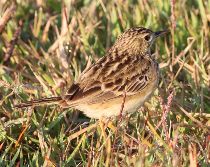 Yellowish Pipit - Michael Mosebo Jensen