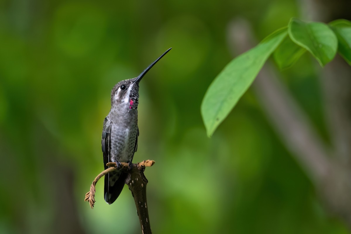 Plain-capped Starthroat - ML604985091