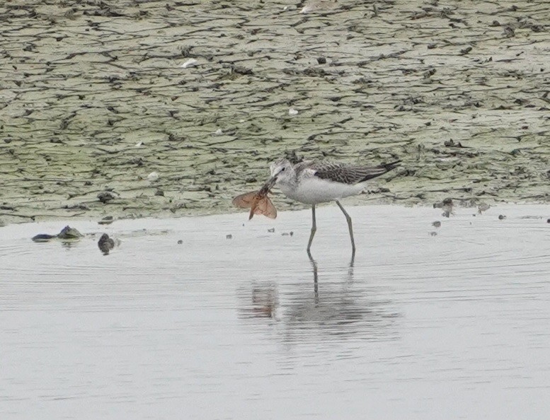 Common Greenshank - ML604985151