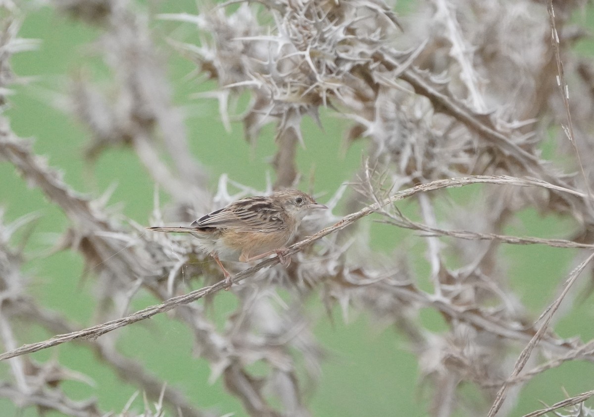 Zitting Cisticola - ML604985241