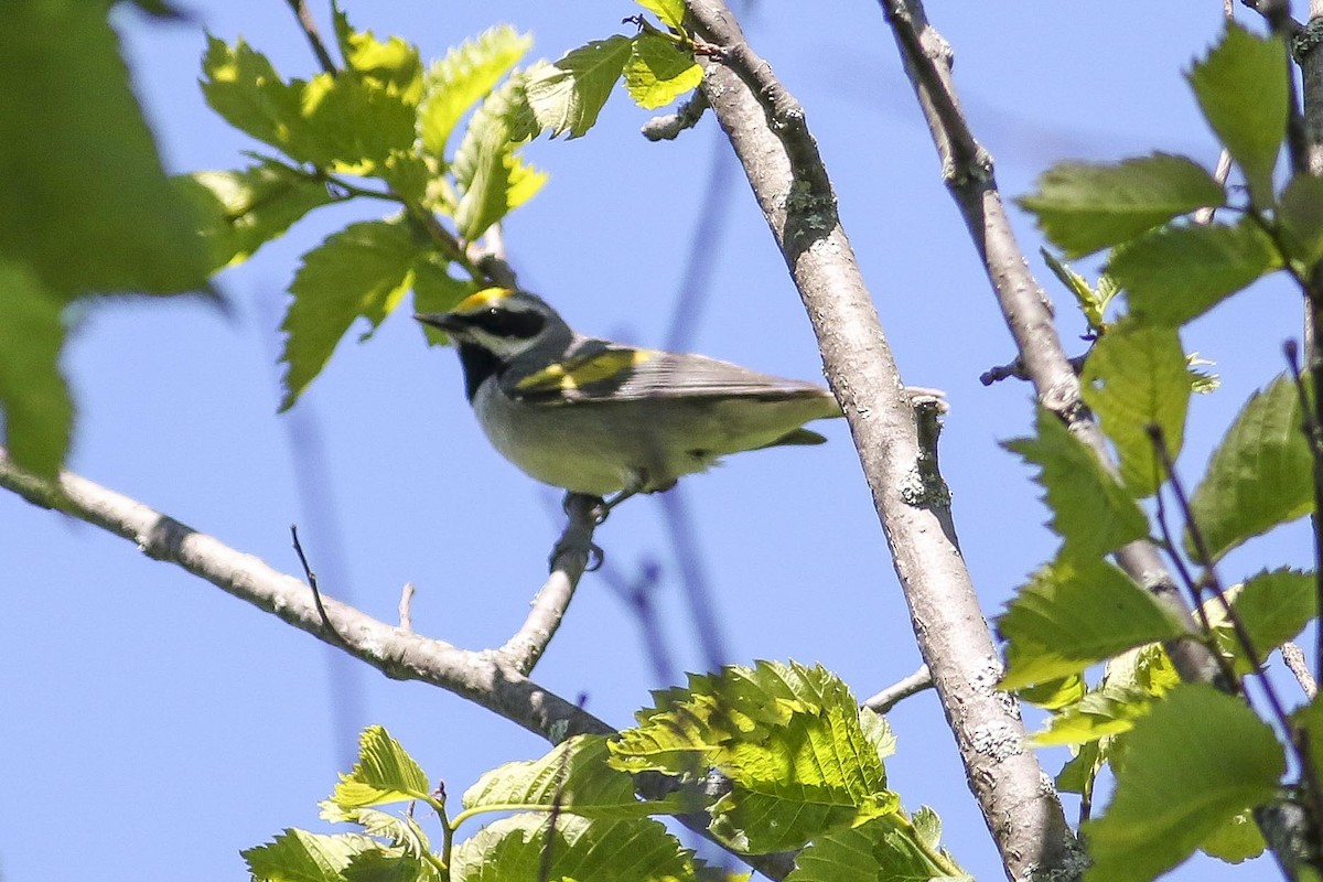 Golden-winged Warbler - Charmaine Anderson
