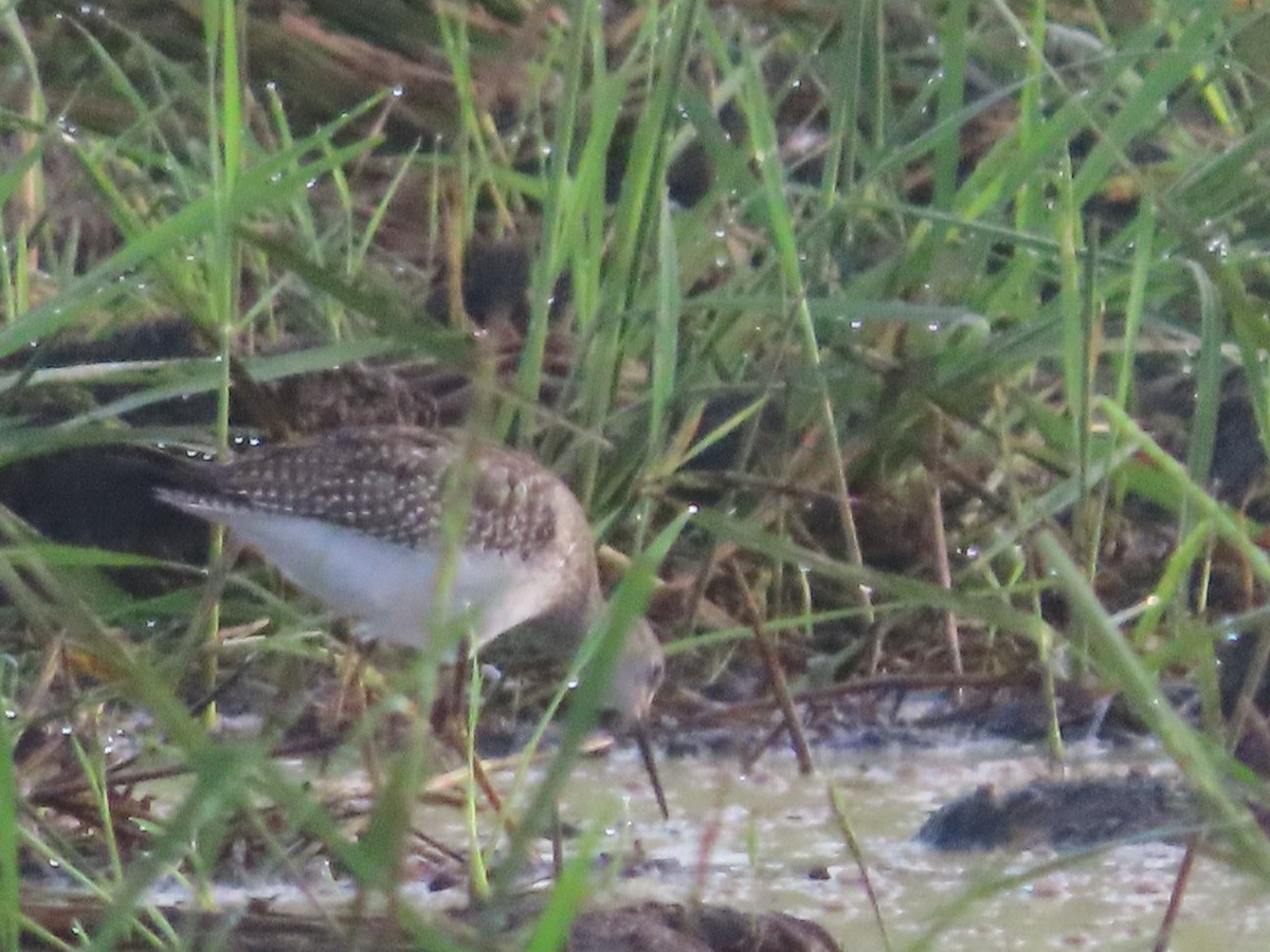 Lesser Yellowlegs - ML604986181