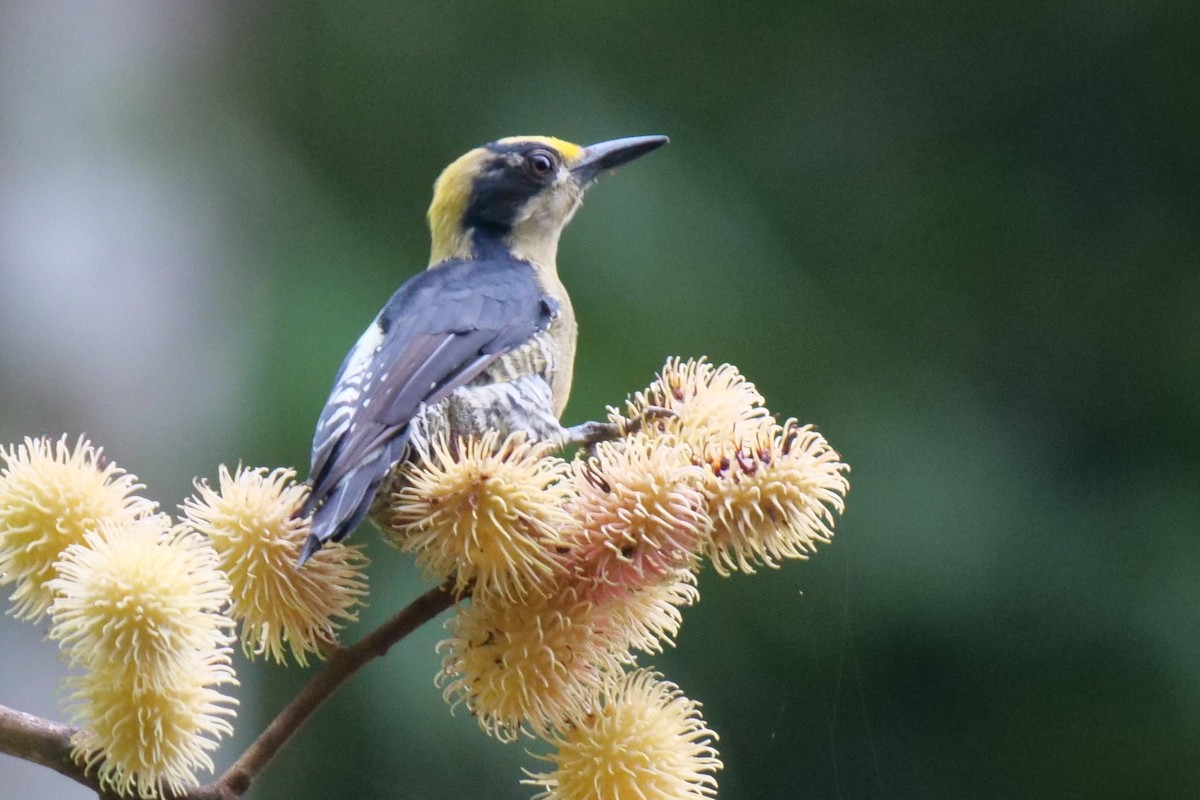 Golden-naped Woodpecker - Florian Klingel