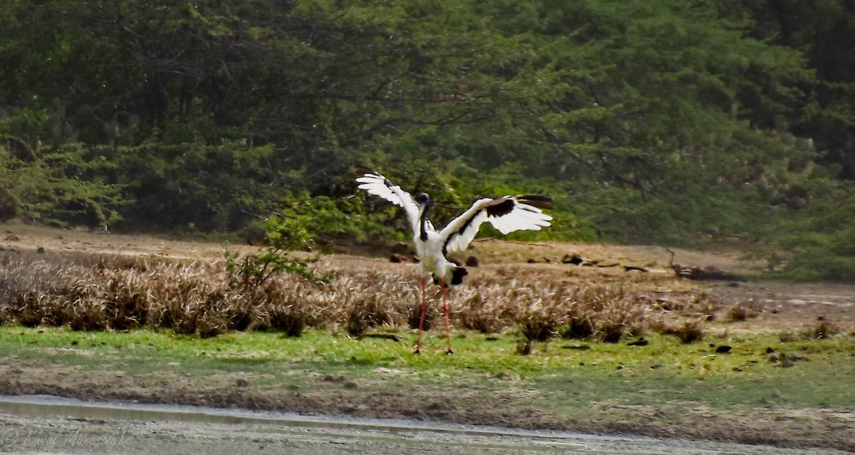 Black-necked Stork - ML604986761