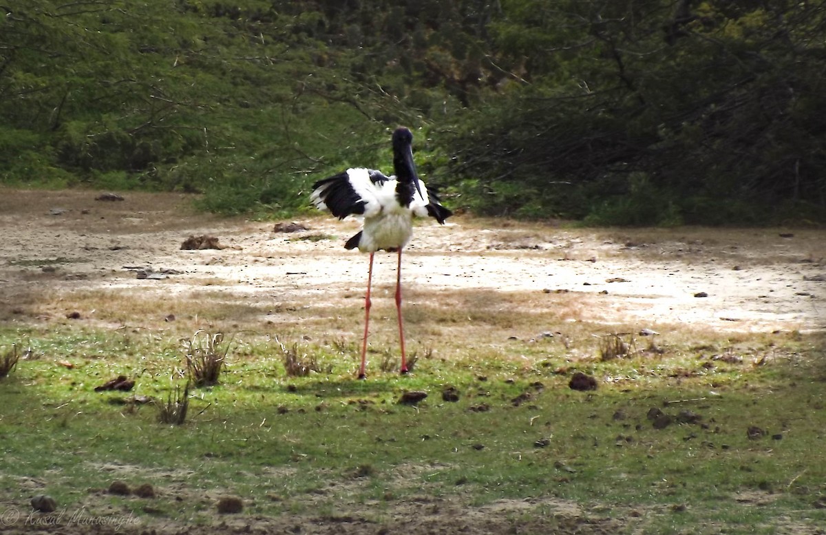 Black-necked Stork - Kusal Munasinghe