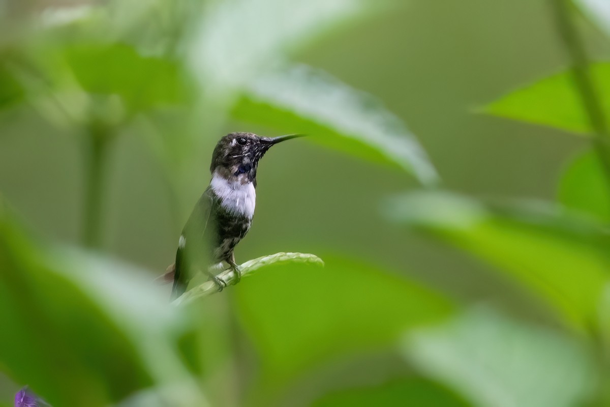 Sparkling-tailed Hummingbird - Adam Jackson