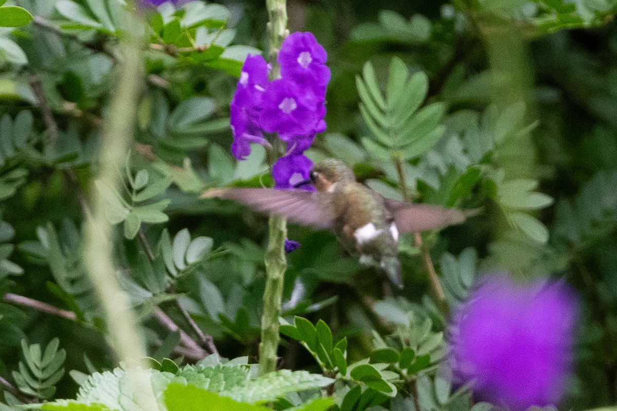 Colibri zémès - ML604986971