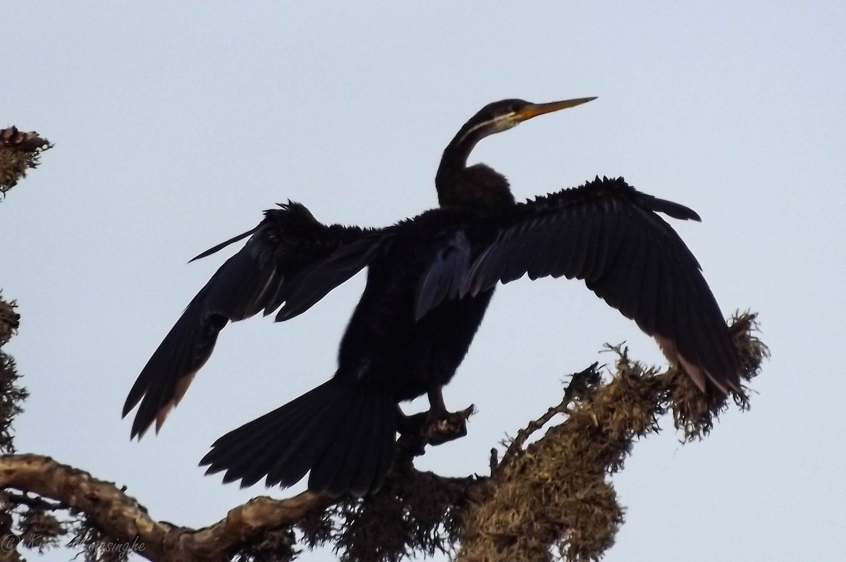 Anhinga Asiática - ML604987021