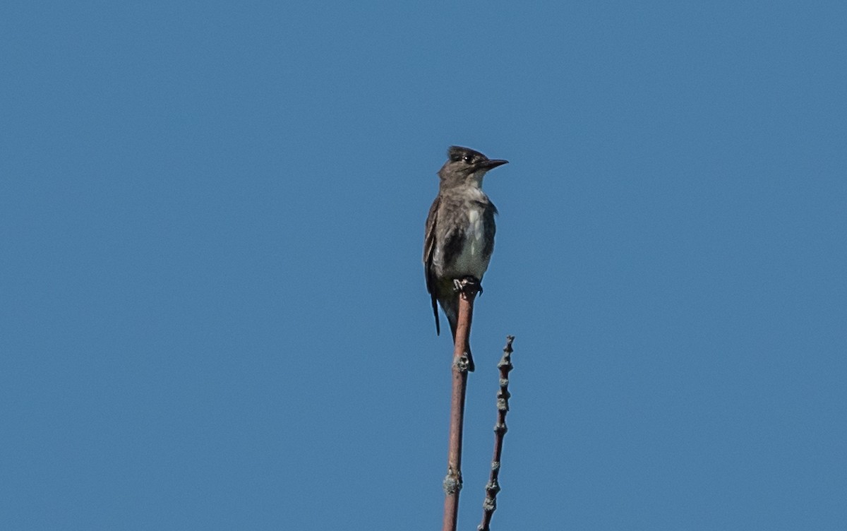 Olive-sided Flycatcher - Gale VerHague