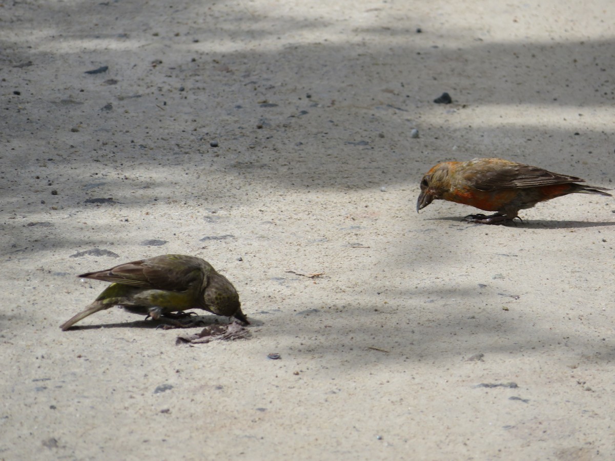 Piquituerto Común - ML604988271