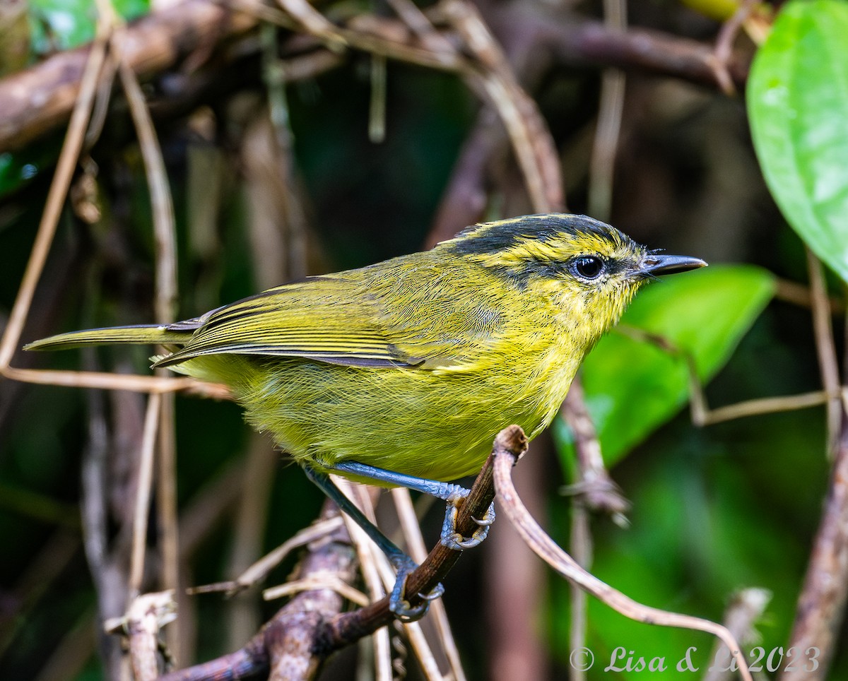 Mountain Leaf Warbler - ML604988591