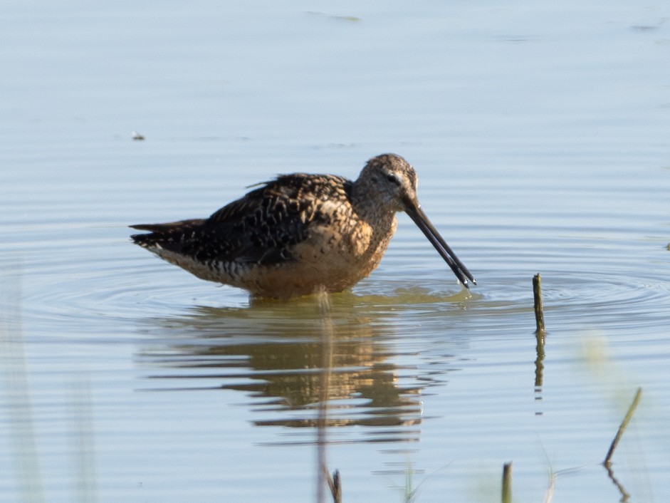 Long-billed Dowitcher - ML604989341