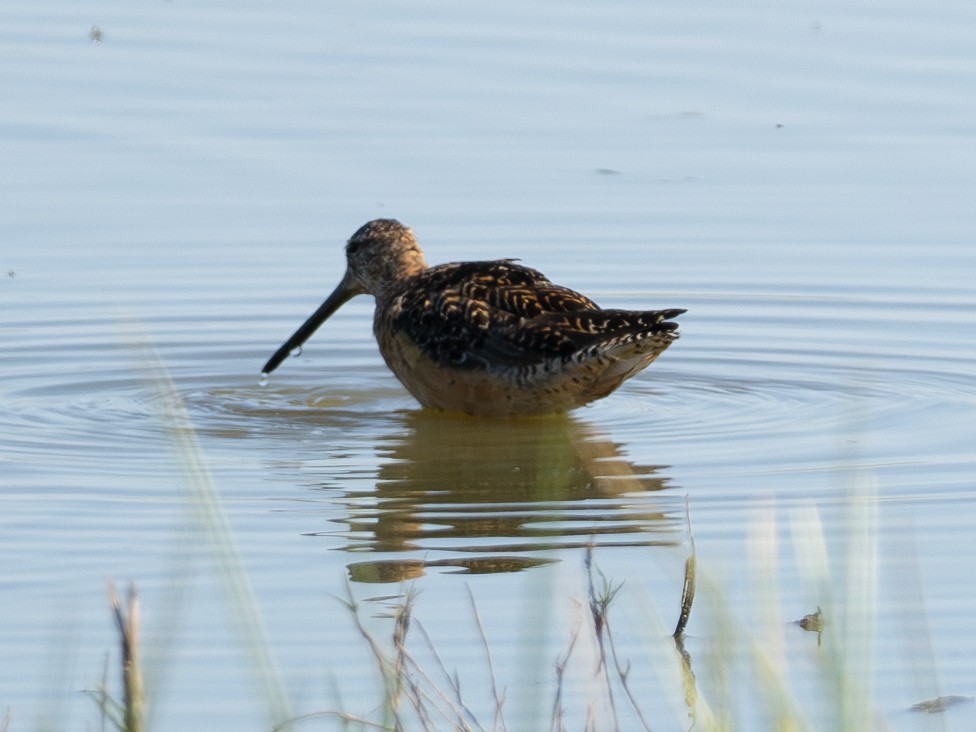 Long-billed Dowitcher - ML604989351