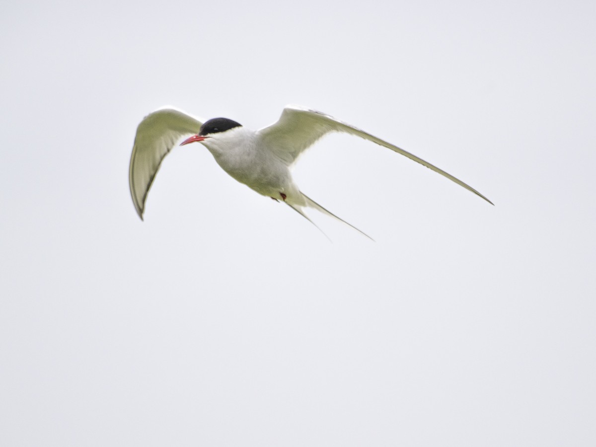 Arctic Tern - ML604989771