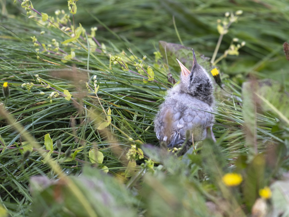 Arctic Tern - ML604989791