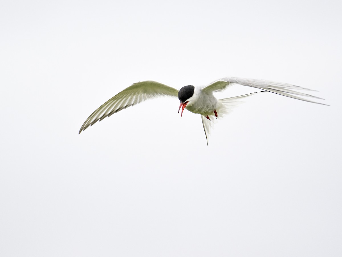 Arctic Tern - Manuel Zahn