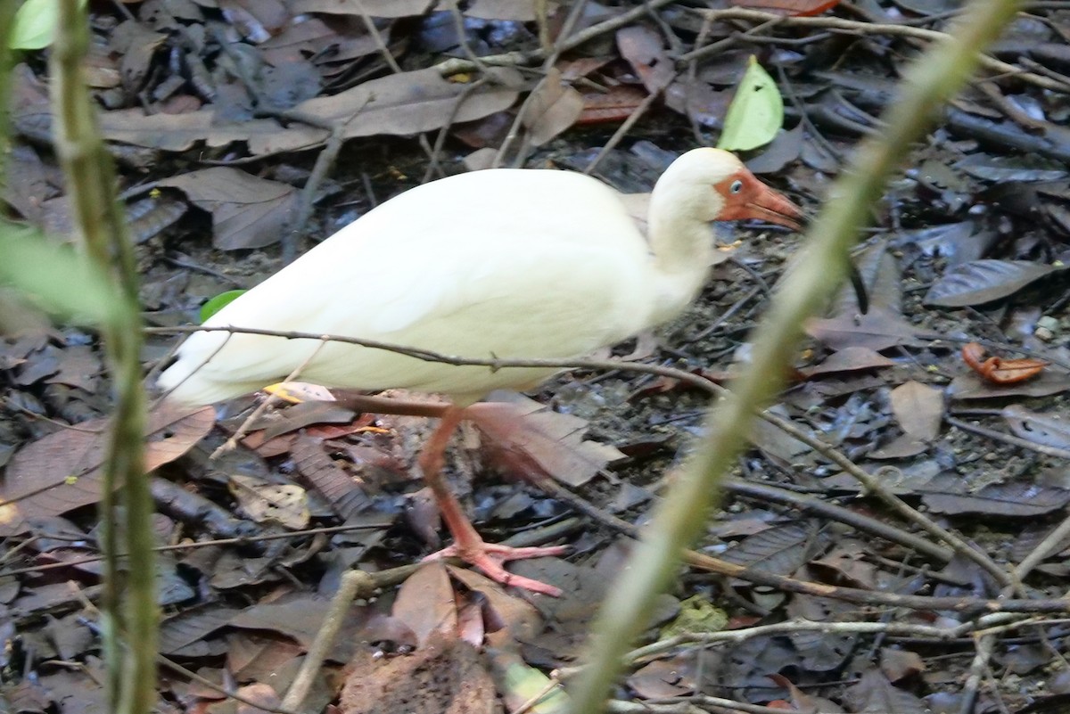 Ibis blanc - ML604989961