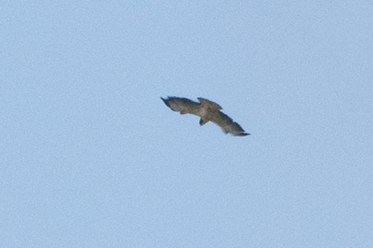 Short-tailed Hawk - ML604990211