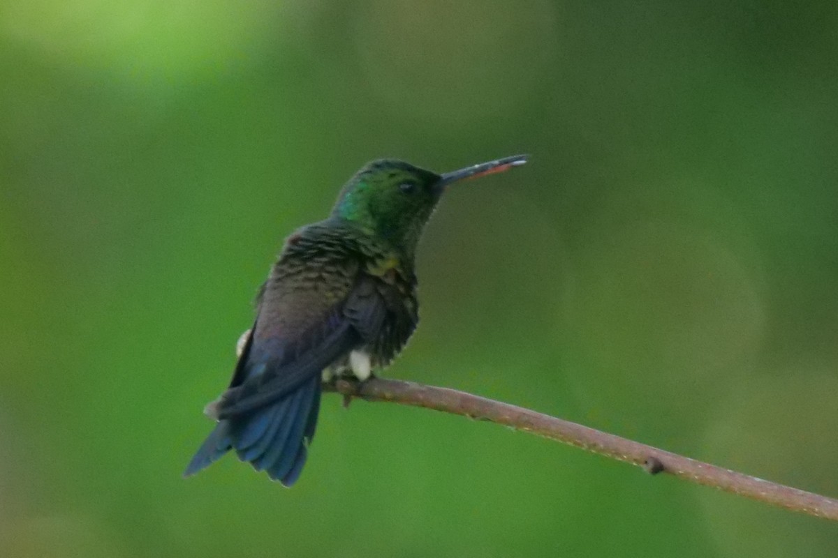 Blue-vented Hummingbird - ML604990341